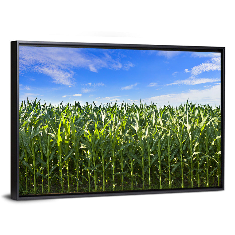 Green Corn Field Wall Art