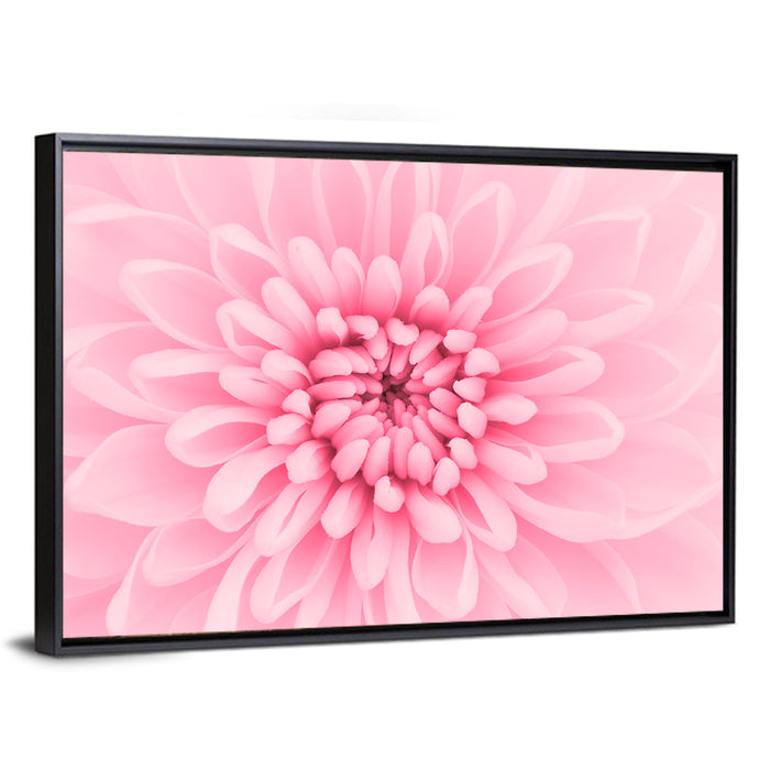 Pink Chrysanthemum Close-up Wall Art as a framed canvas