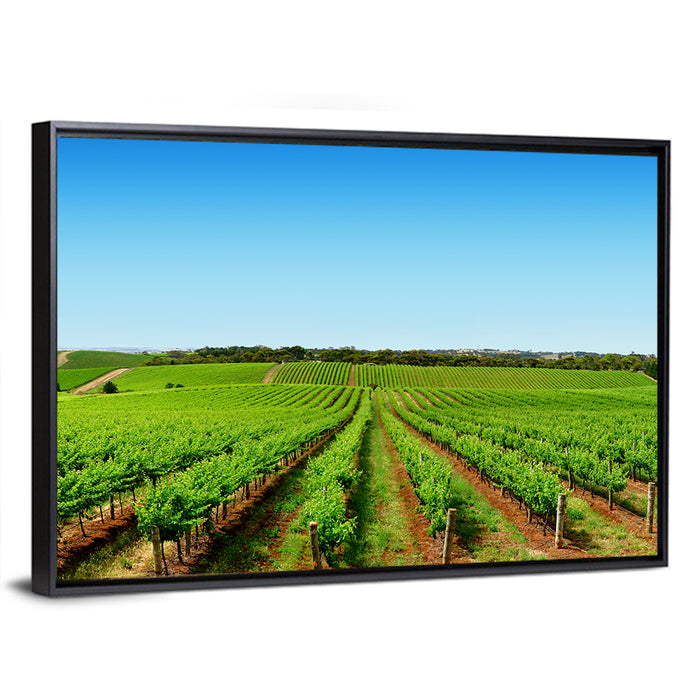 Sunlit Vineyard Rows Wall Art as a framed canvas