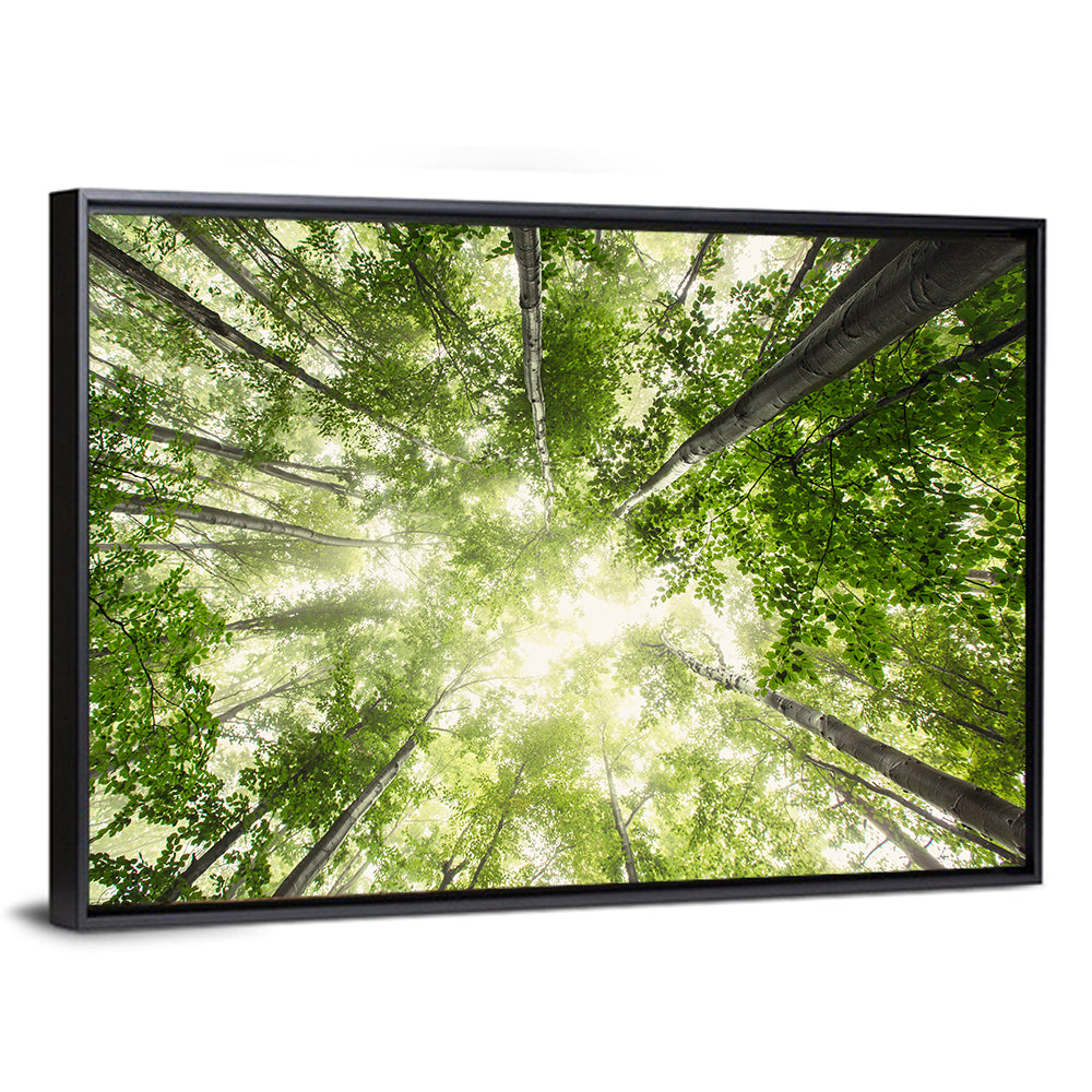Spring Canopy in Morning Mist Wall Art