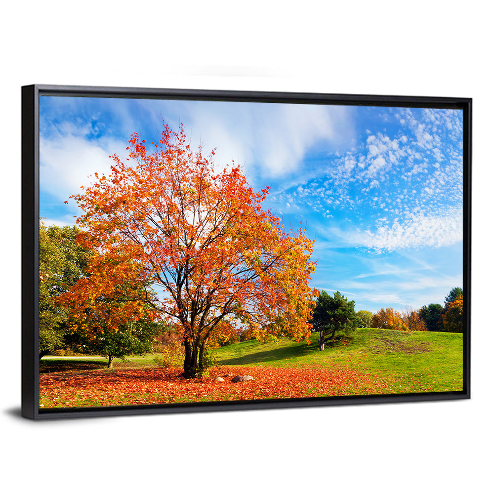 Orange Maple on Rolling Hill Wall Art