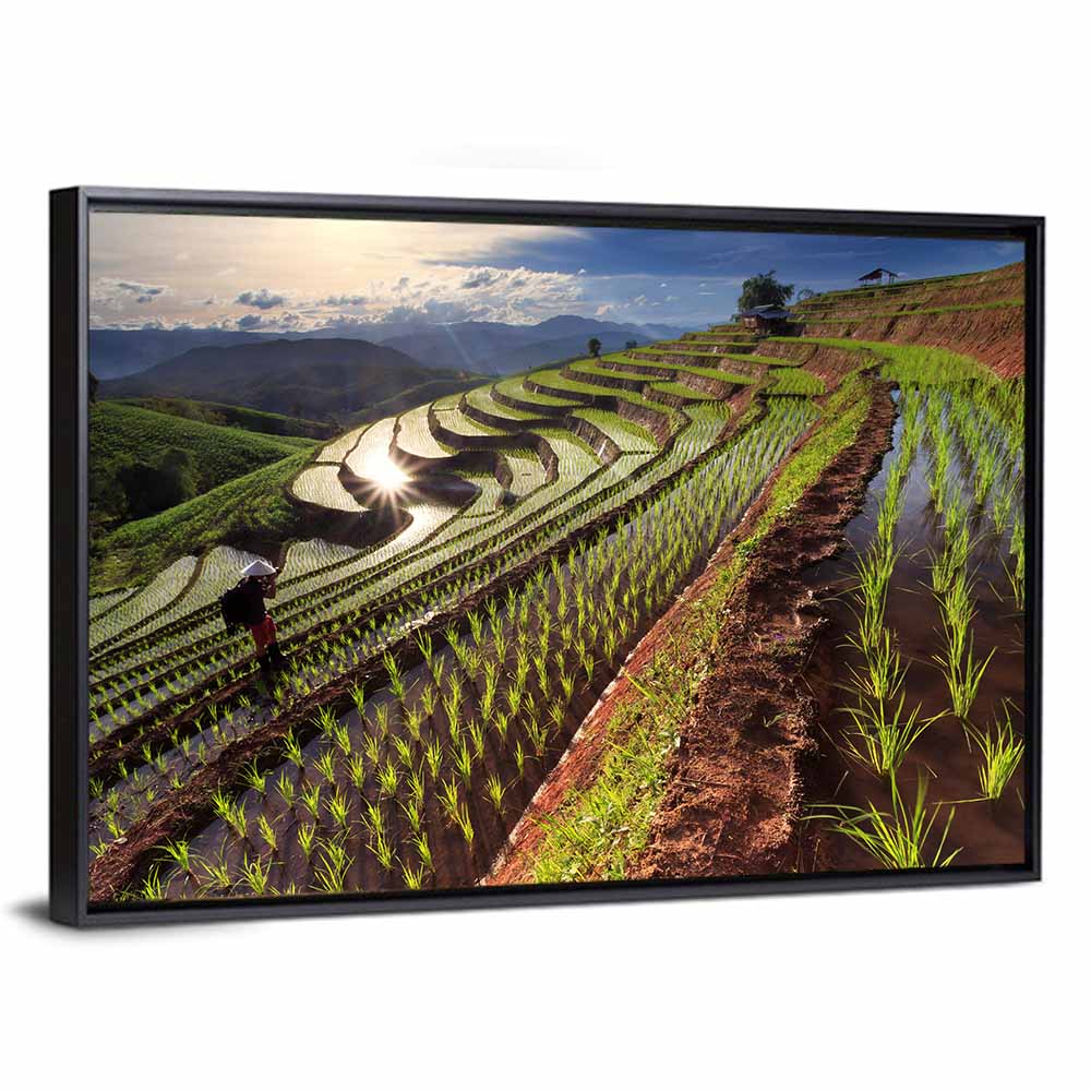 Chiang Mai Rice Fields Wall Art