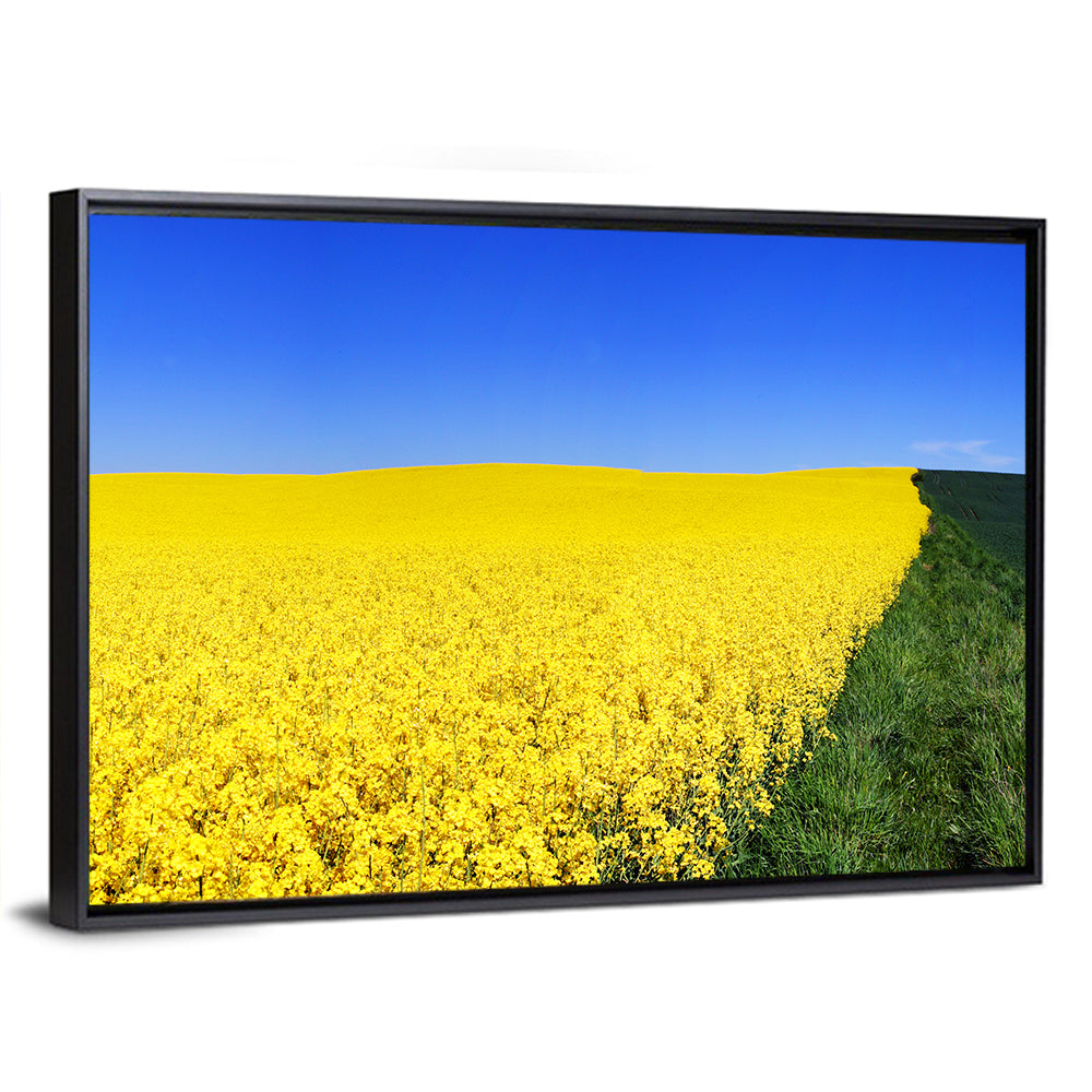 Sunlit Rapeseed Field Wall Art