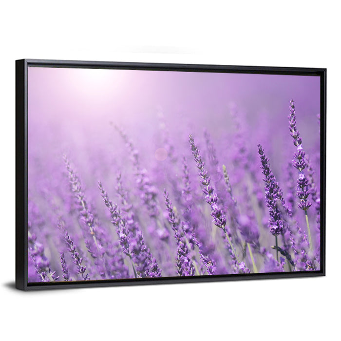 Sunlit Lavender Field Wall Art as a framed canvas