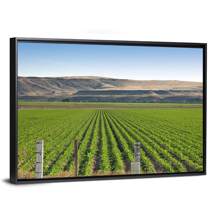 Idaho Corn Field Wall Art as a framed canvas