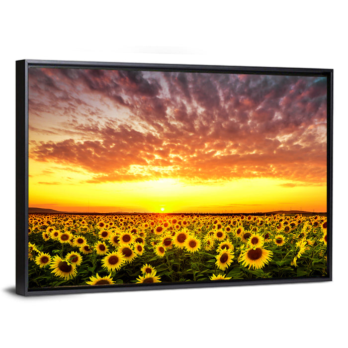 Golden Hour Sunflower Field Wall Art as a framed canvas