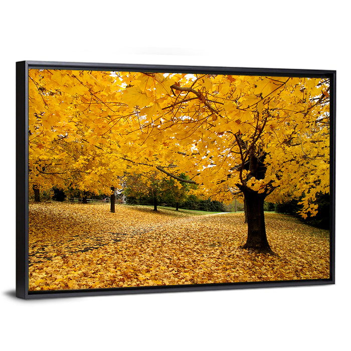 Baltimore Autumn Foliage Wall Art as a framed canvas