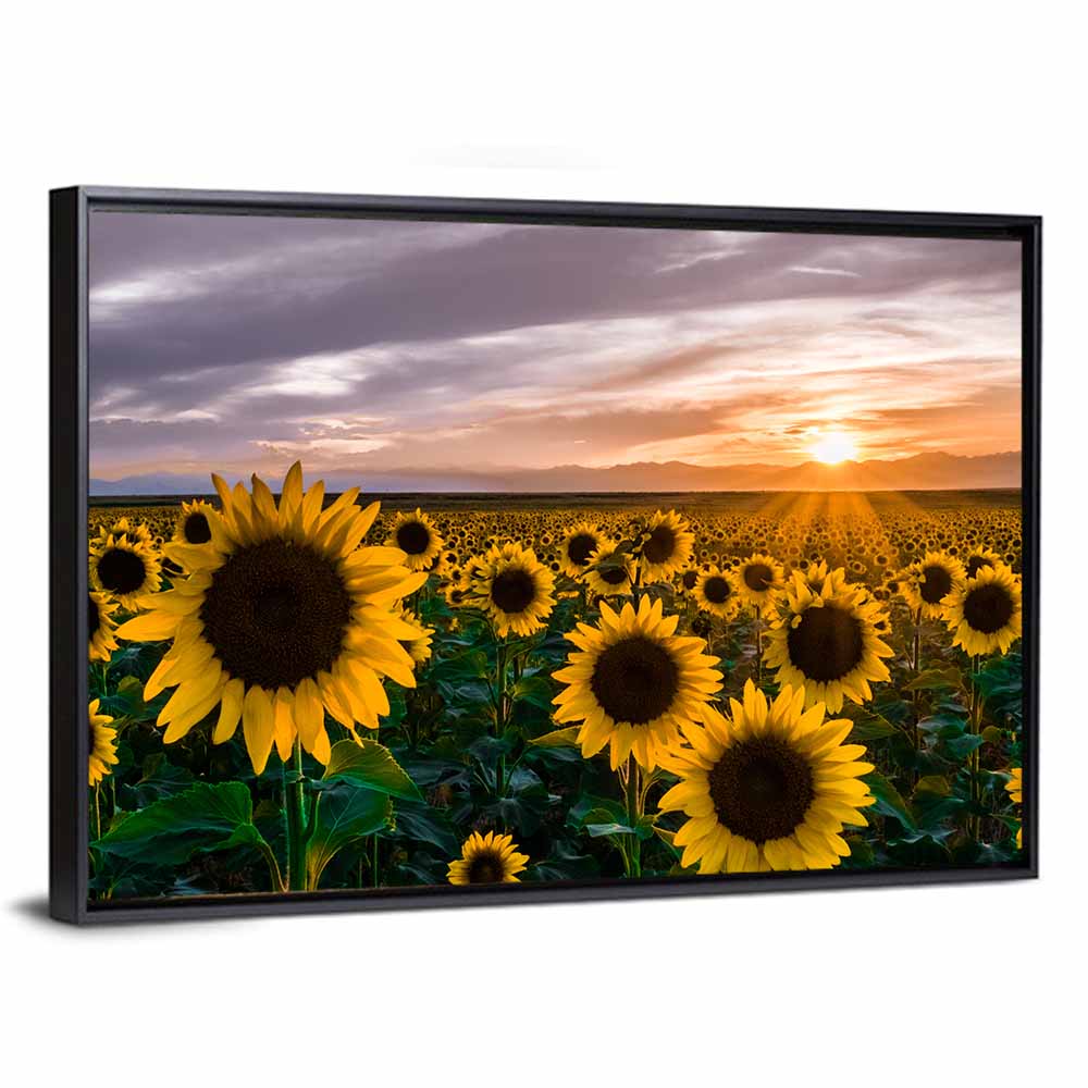 Sunflowers Sunset Wall Art