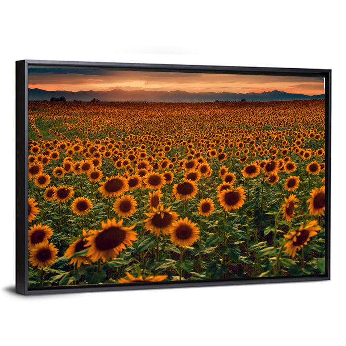 Colorado Sunflower Field at Sunset Wall Art as a framed canvas