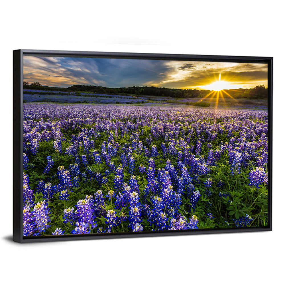 Texas Bluebonnet Field at Sunset Wall Art