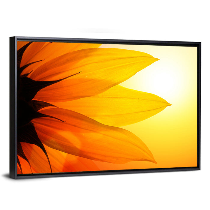 Backlit Sunflower Petals Wall Art as a framed canvas