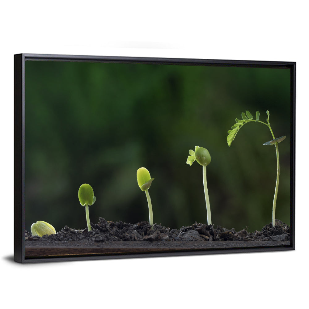 Five-stage Plant Growth Wall Art