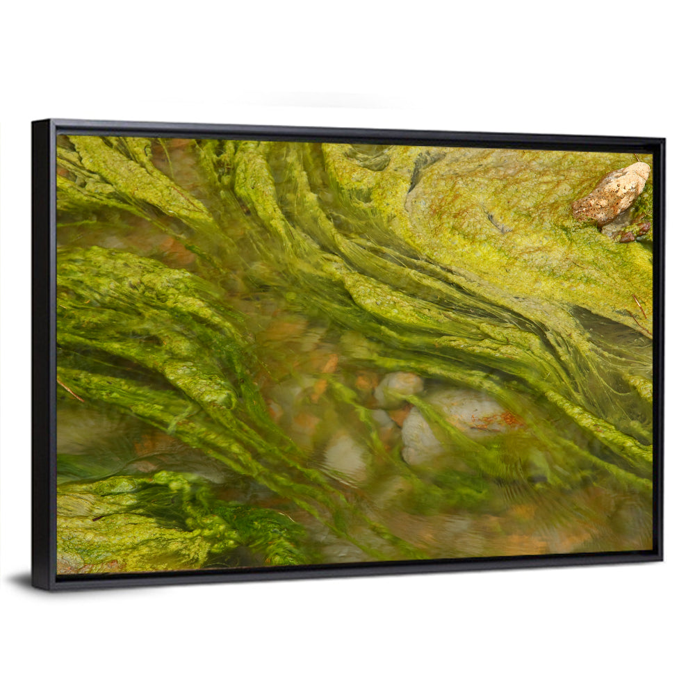 Macro Algae Stream Wall Art