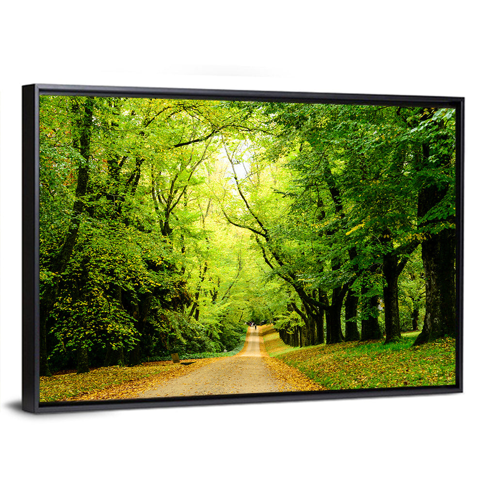 Sunlit Forest Pathway Wall Art