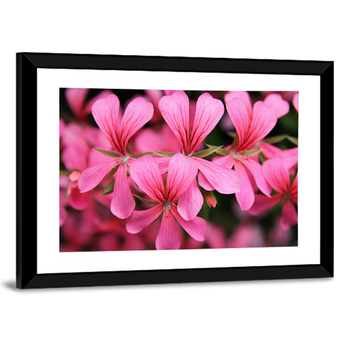 Pink Geranium Close Up Wall Art as a framed print