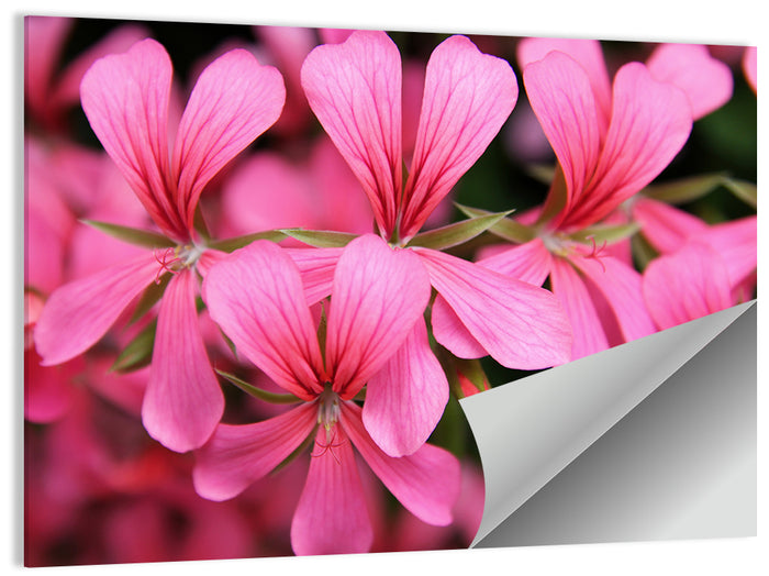 Pink Geranium Close Up Wall Art as a poster print