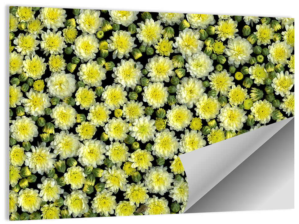 Yellow Chrysanthemum Bloom Pattern Wall Art