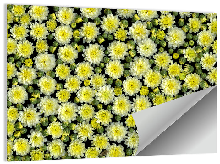 Yellow Chrysanthemum Bloom Pattern Wall Art as a poster print