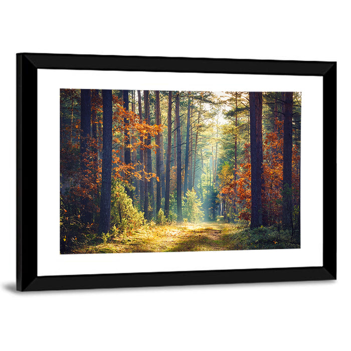 Sunlit Autumn Pine Forest Wall Art as a framed print