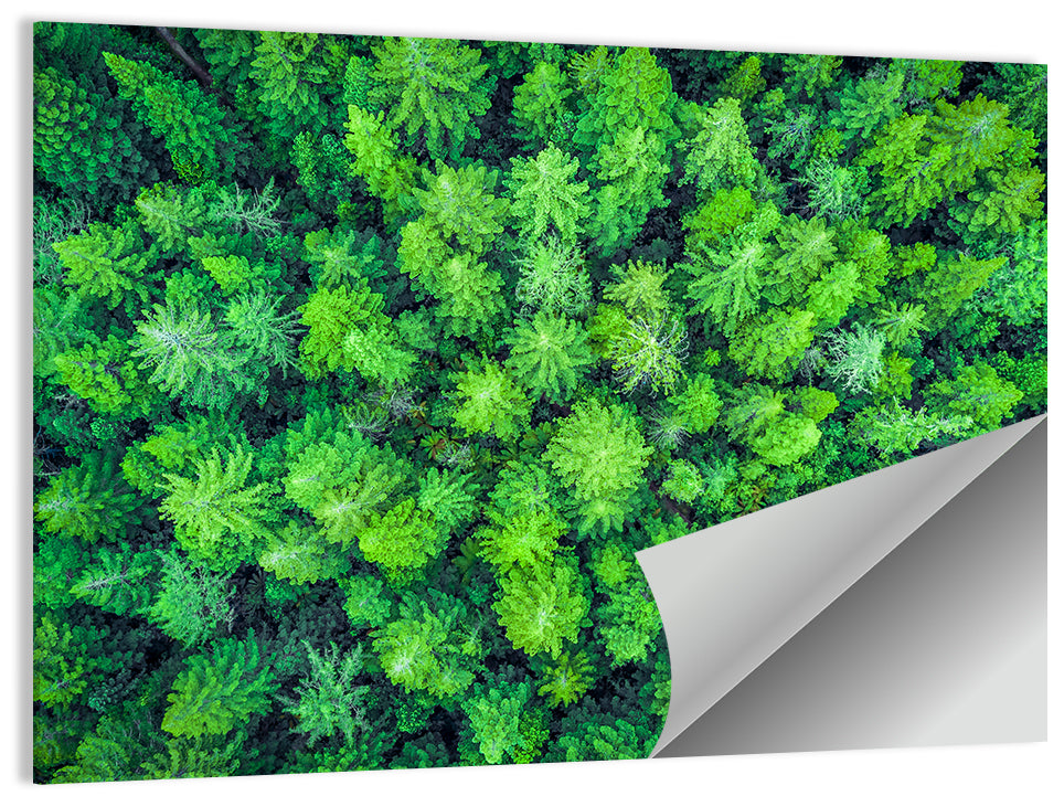 Whakarewarewa Forest Canopy Wall Art