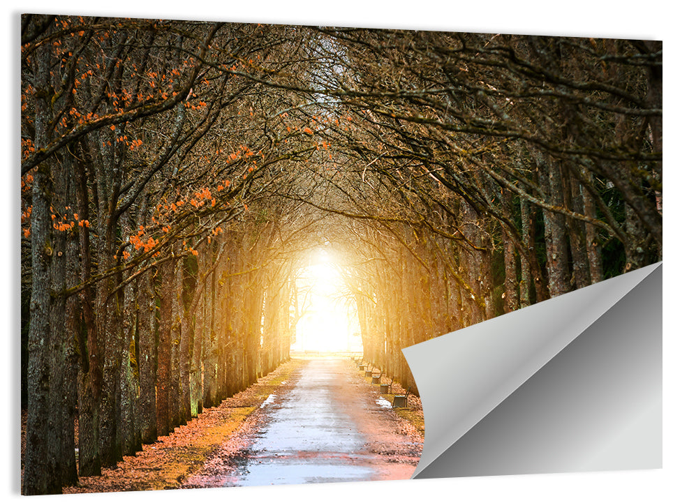 Autumn Oak Tunnel Wall Art