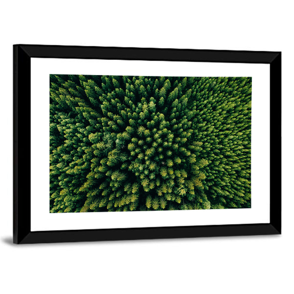 Aerial Conifer Canopy Wall Art