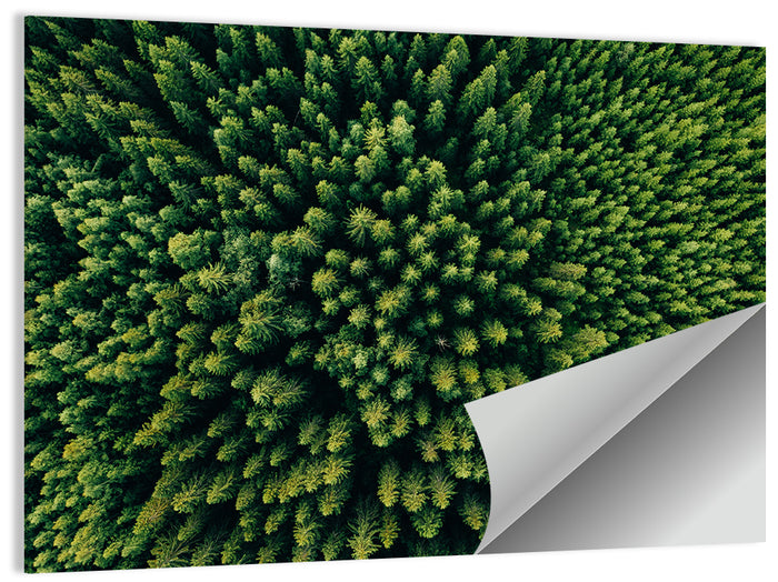 Aerial Conifer Canopy Wall Art as a poster print
