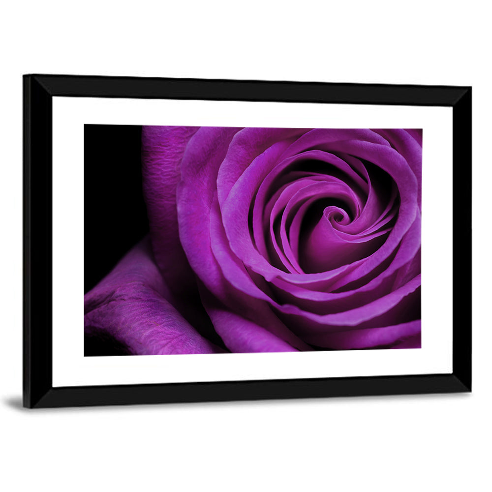 Purple Rose Close-up Wall Art