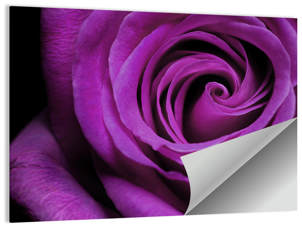Purple Rose Close-up Wall Art