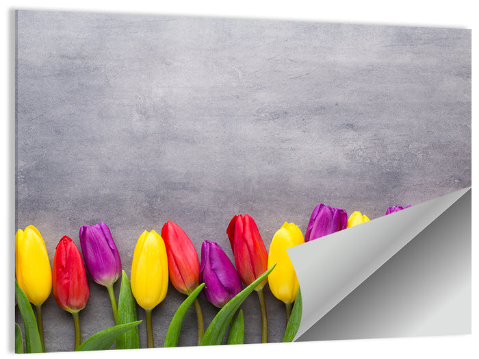 Row of Multicolored Tulips Wall Art as a poster print