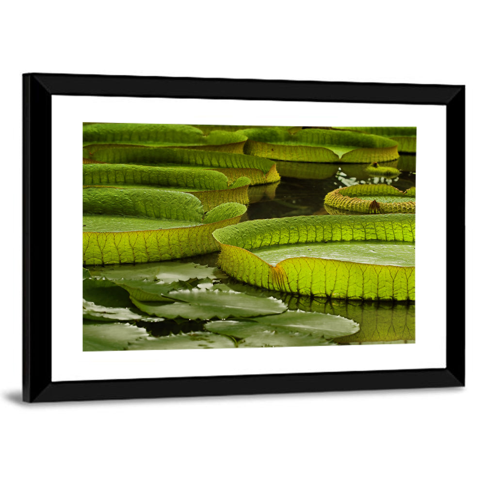 Giant Victoria Amazonica Lily Pads Wall Art