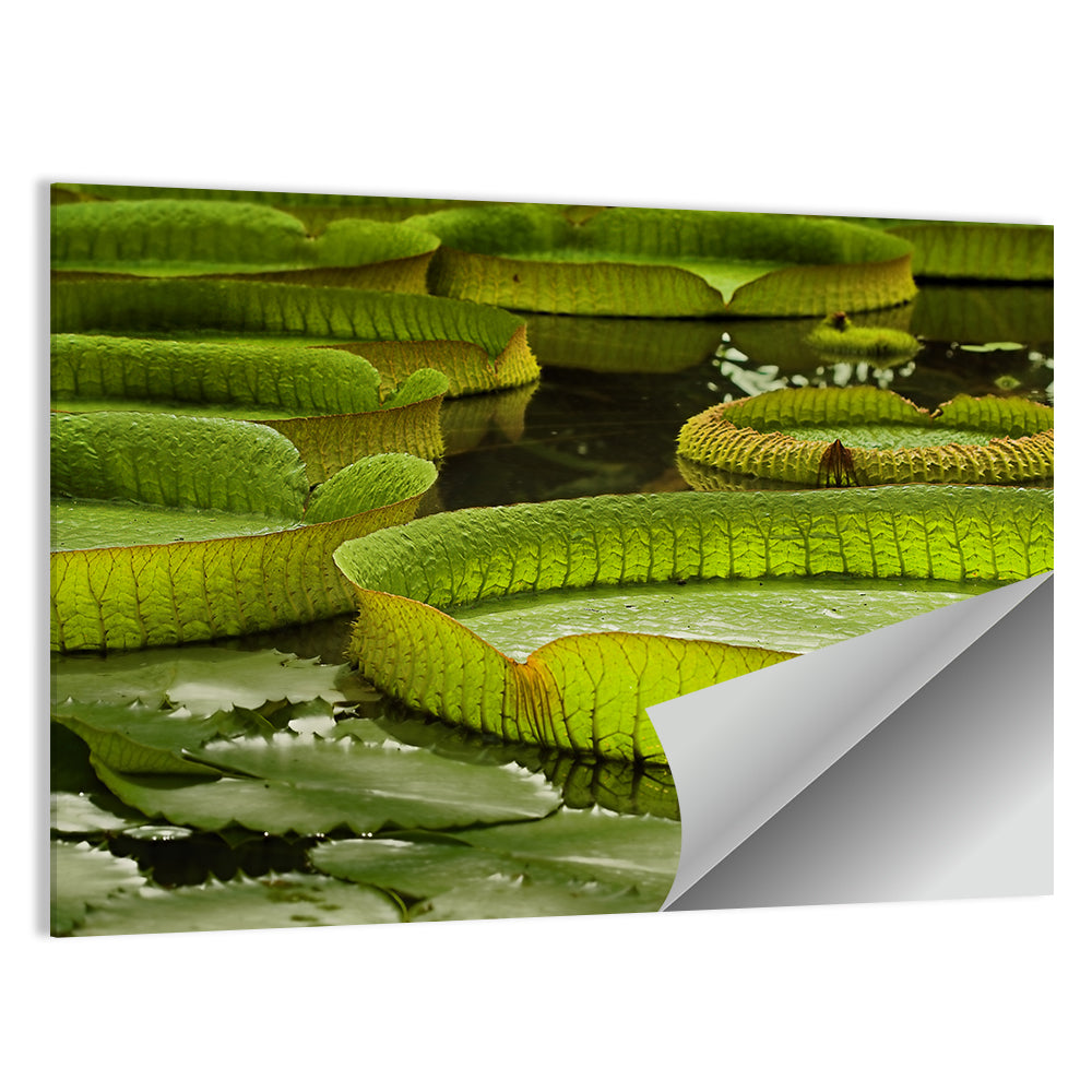 Giant Water Lilies Wall Art