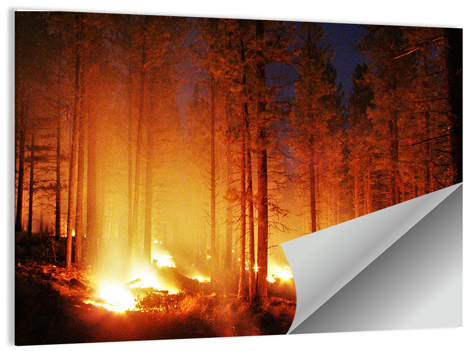 Night Forest Fire Wall Art