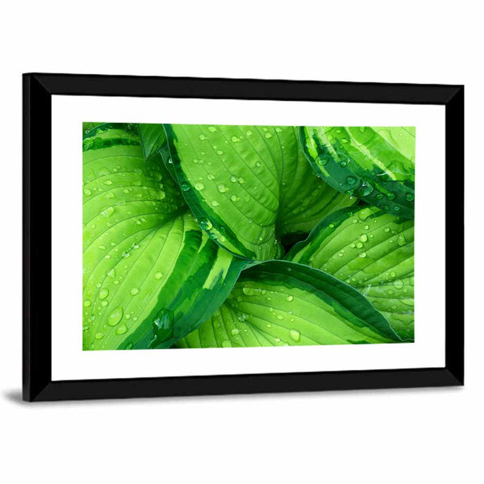 Dewy Hosta Leaves Wall Art as a framed print