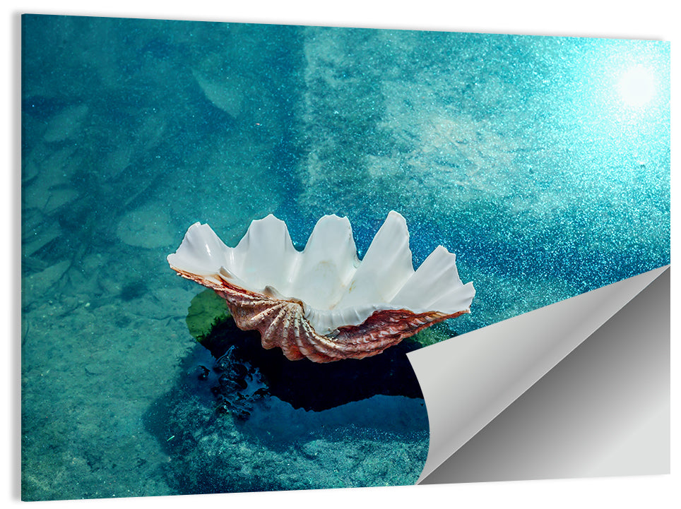 Giant Clam Shell Wall Art