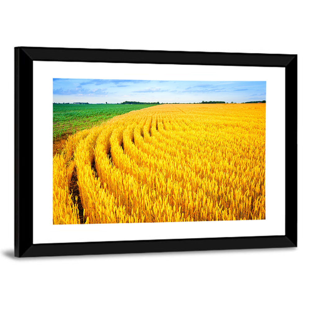 Summer Wheat Field with Curved Paths Wall Art