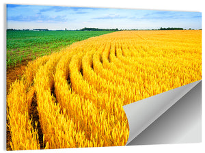 Wheat Field Wall Art