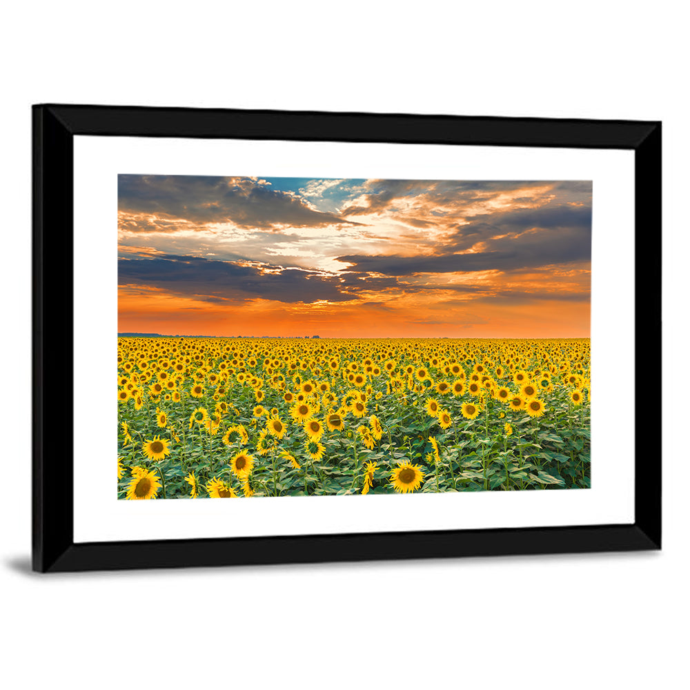 Golden Hour Sunflower Field Wall Art