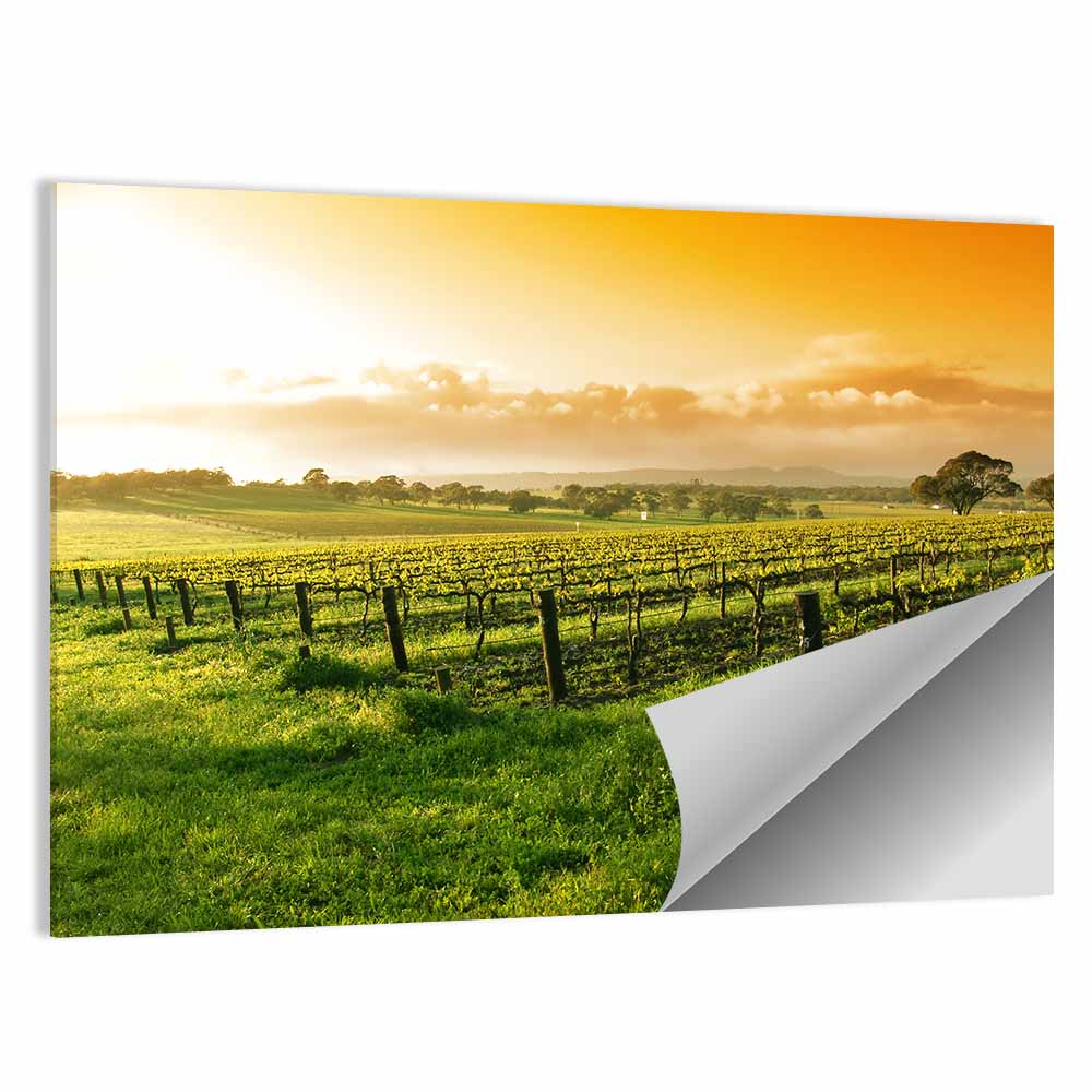 Barossa Valley Vineyard at Sunrise Wall Art