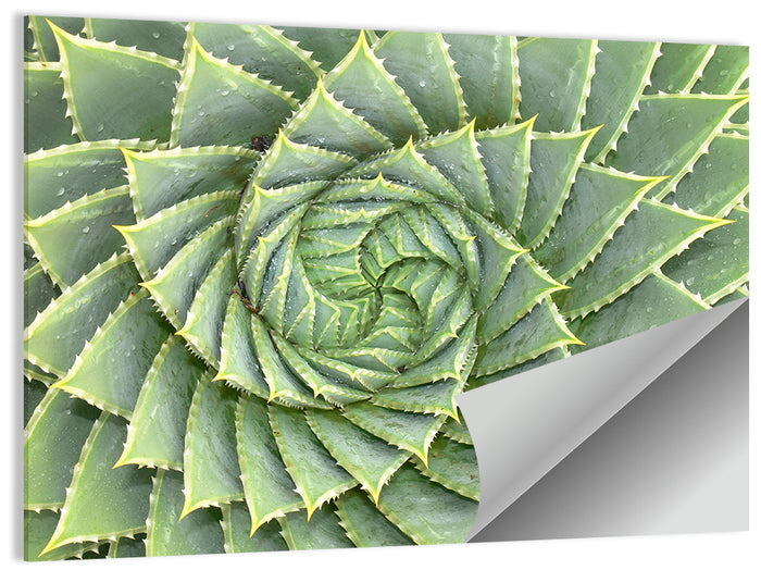 Spiral Aloe Close-up Wall Art as a poster print