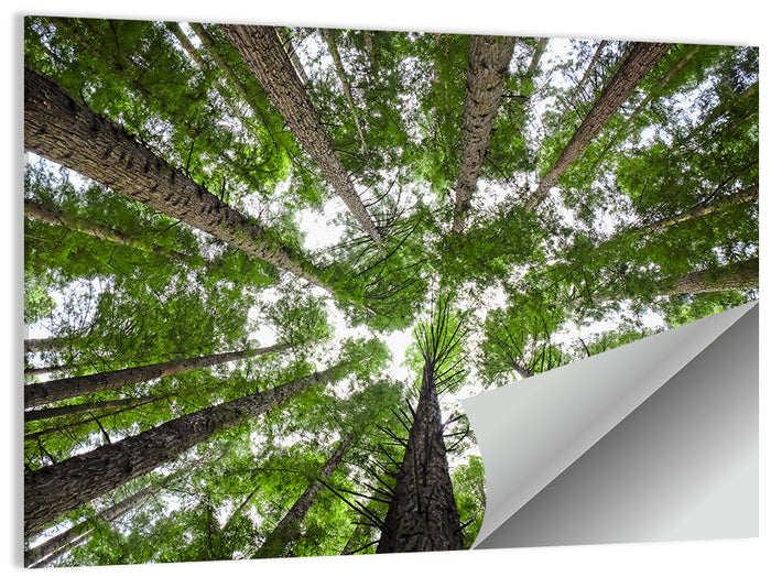 Redwood Forest Canopy Wall Art as a poster print
