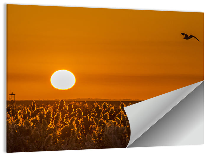 Golden Sunrise Over Reeds Wall Art as a poster print