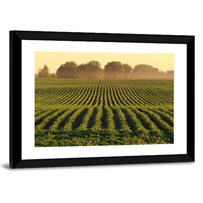 Misty Soybean Field Wall Art