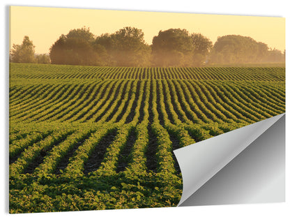 Misty Soybean Field Wall Art