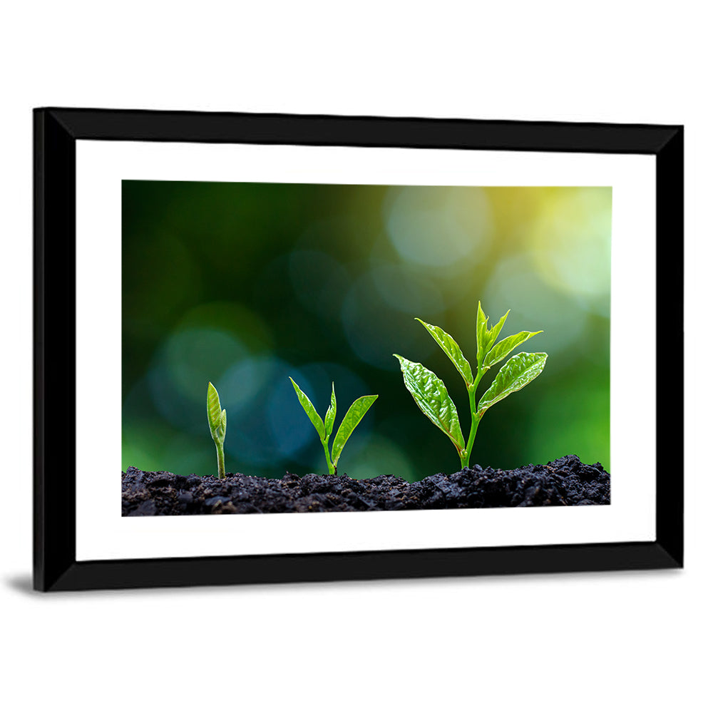 Seedling Growth Stages Wall Art