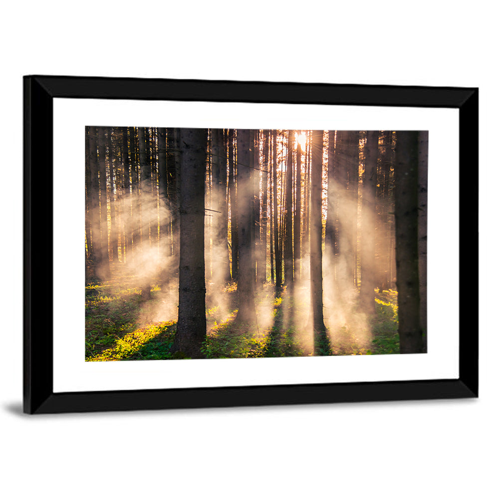 Sunrise Through Misty Forest Wall Art