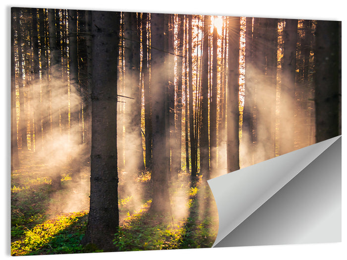 Sunrise Through Misty Forest Wall Art as a poster print
