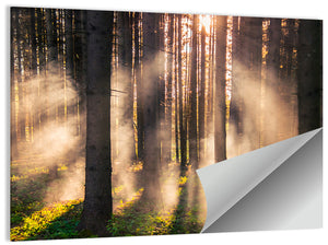 Misty Forest Sunrise Wall Art
