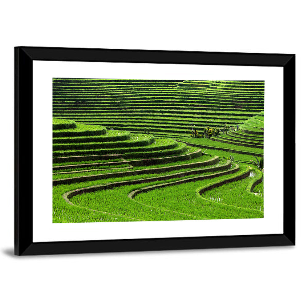 Lush Rice Terraces Wall Art