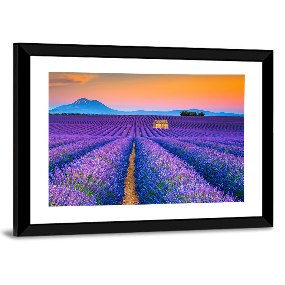 Valensole Lavender Fields at Sunset Wall Art